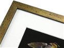 22mm 'Porter' Gold & Black Frame Moulding